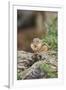 Eastern Chipmunk-Gary Carter-Framed Premium Photographic Print