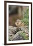 Eastern Chipmunk-Gary Carter-Framed Premium Photographic Print