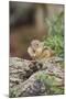 Eastern Chipmunk-Gary Carter-Mounted Premium Photographic Print