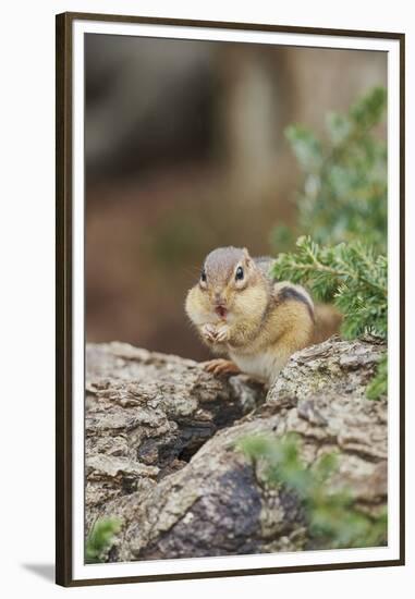 Eastern Chipmunk-Gary Carter-Framed Premium Photographic Print