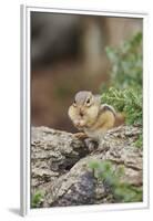 Eastern Chipmunk-Gary Carter-Framed Premium Photographic Print