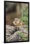 Eastern Chipmunk-Gary Carter-Framed Premium Photographic Print