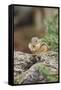 Eastern Chipmunk-Gary Carter-Framed Stretched Canvas