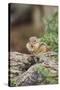 Eastern Chipmunk-Gary Carter-Stretched Canvas