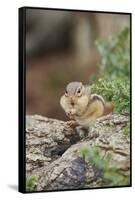 Eastern Chipmunk-Gary Carter-Framed Stretched Canvas