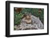 Eastern Chipmunk-Gary Carter-Framed Premium Photographic Print