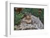 Eastern Chipmunk-Gary Carter-Framed Premium Photographic Print