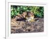 Eastern Chipmunk-Gary Carter-Framed Photographic Print