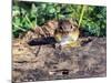 Eastern Chipmunk-Gary Carter-Mounted Photographic Print