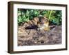 Eastern Chipmunk-Gary Carter-Framed Photographic Print