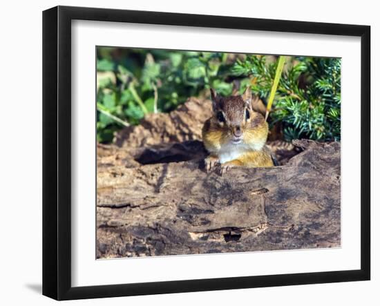 Eastern Chipmunk-Gary Carter-Framed Photographic Print