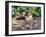 Eastern Chipmunk-Gary Carter-Framed Photographic Print