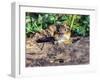 Eastern Chipmunk-Gary Carter-Framed Photographic Print