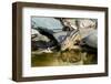 Eastern Chipmunk-Gary Carter-Framed Photographic Print