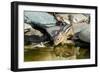 Eastern Chipmunk-Gary Carter-Framed Photographic Print