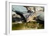 Eastern Chipmunk-Gary Carter-Framed Photographic Print