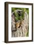 Eastern Chipmunk-Gary Carter-Framed Photographic Print