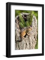 Eastern Chipmunk-Gary Carter-Framed Photographic Print