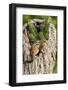 Eastern Chipmunk-Gary Carter-Framed Photographic Print