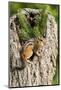 Eastern Chipmunk-Gary Carter-Mounted Photographic Print