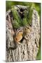 Eastern Chipmunk-Gary Carter-Mounted Photographic Print