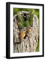 Eastern Chipmunk-Gary Carter-Framed Photographic Print