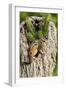 Eastern Chipmunk-Gary Carter-Framed Photographic Print