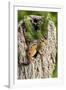 Eastern Chipmunk-Gary Carter-Framed Photographic Print