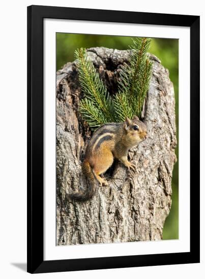 Eastern Chipmunk-Gary Carter-Framed Photographic Print