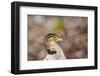 Eastern Chipmunk-Gary Carter-Framed Photographic Print