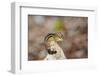 Eastern Chipmunk-Gary Carter-Framed Photographic Print