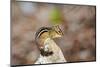 Eastern Chipmunk-Gary Carter-Mounted Photographic Print