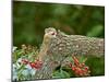 Eastern Chipmunk-Gary Carter-Mounted Photographic Print