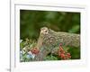 Eastern Chipmunk-Gary Carter-Framed Photographic Print