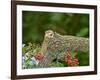 Eastern Chipmunk-Gary Carter-Framed Photographic Print