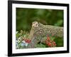 Eastern Chipmunk-Gary Carter-Framed Photographic Print