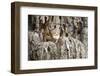 Eastern Chipmunk-Gary Carter-Framed Photographic Print