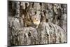 Eastern Chipmunk-Gary Carter-Mounted Photographic Print