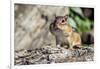 Eastern Chipmunk-Gary Carter-Framed Photographic Print