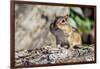 Eastern Chipmunk-Gary Carter-Framed Photographic Print