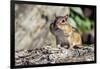 Eastern Chipmunk-Gary Carter-Framed Photographic Print