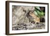 Eastern Chipmunk-Gary Carter-Framed Photographic Print