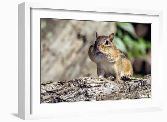 Eastern Chipmunk-Gary Carter-Framed Photographic Print