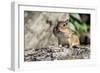 Eastern Chipmunk-Gary Carter-Framed Photographic Print