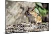 Eastern Chipmunk-Gary Carter-Mounted Photographic Print