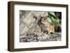 Eastern Chipmunk-Gary Carter-Framed Photographic Print