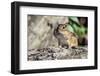 Eastern Chipmunk-Gary Carter-Framed Photographic Print