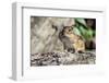 Eastern Chipmunk-Gary Carter-Framed Photographic Print