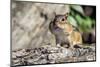 Eastern Chipmunk-Gary Carter-Mounted Photographic Print