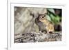 Eastern Chipmunk-Gary Carter-Framed Photographic Print